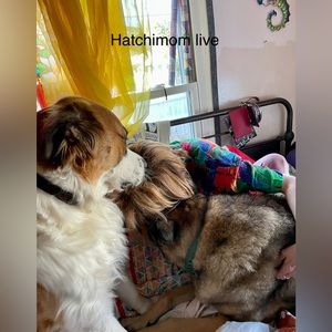 COPY - Live show Hosted by hatchimom 1215 central